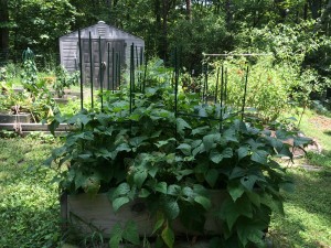 These are the bush beans. We have used the Black Valentine variety, and they have proven to be quite productive. 