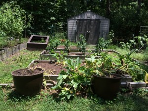 Potatoes are planted in the containers in the front. Zucchini is planted in the bed behind them (they are just about done), and there are four pepper plants in the bed behind that one. 