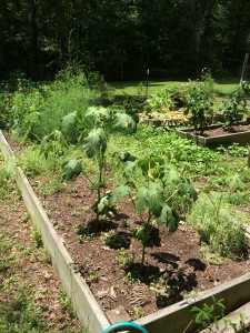 Okra plants. I grew them from seed and then transplanted them, even though I had read that Okra plants don't like being transplanted. I see now that this is true, as the plants are not doing as well as they did last year. 
