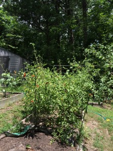 Cherry tomato plants. This variety has always done really well in our garden. They've already produced several hundred tomatoes. 