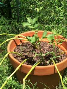 Potatoes in another container. We should have used a bigger container!