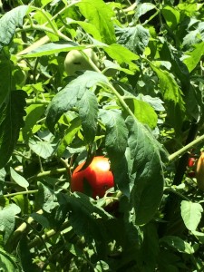 A tomato from the Big Red plants. 