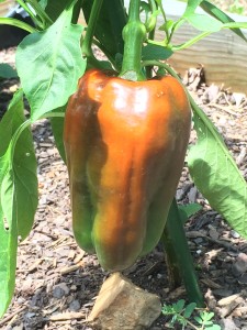 A pepper on one of the pepper plants. 