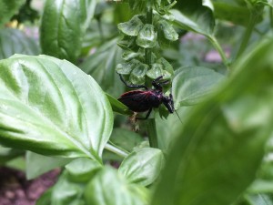 This is an assassin bug on a basil plant. Assassin bugs will actually eat just about any insect. 