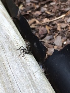 Here you can see a robber fly that has caught a fly. 