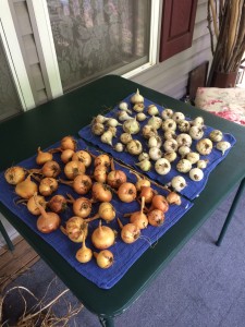 Harvested onions. We've planted them a number of years in a row, but haven't been able to get them to grow as big as you find in the grocery stores. This year, I added some sulfur to the soil to make it more acidic, and we got more big ones than last year, as I recall.
