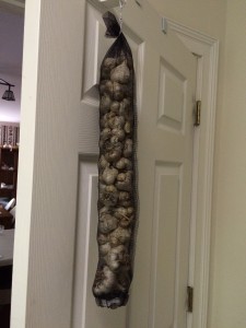 Harvested garlic in a make-shift garlic holder. It is made out of plastic screening sewed together. At the bottom, there is an opening to remove the garlic, but there is an elastic band that keeps the garlic from falling out. It was my idea to use the plastic screening and roll it into a cylindrical shape. When duct tape failed to keep everything together, Mom suggested sewing the screen. She also suggested the elastic band. Thanks Mom!