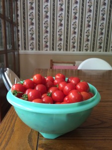 Harvested Cherry tomatoes.