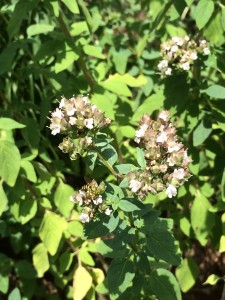 This is an insect that I haven't been able to identify. It looks like a hornet, but it has a green area on its head. It is on an oregano plant. 