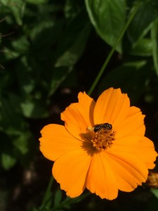 I am not sure, but I think this insect is a type of parasitoid wasp. There are many different types of parasitoid wasps. They lay their eggs in pests such as caterpillars and aphids. The flower is an orange cosmos. 