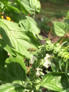 This insect is actually a type of bee. It is called an Augochlora sweat bee. It is not predatory and it does not make honey, but I really like its metallic gold and green colors. It is about to land on a basil plant. 