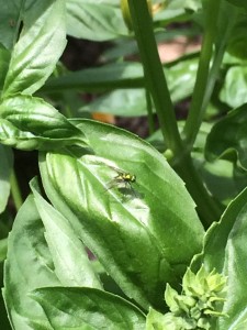 This is a kind of long-legged fly.  Long-legged flies eat spider-mites. 