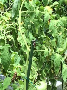 The insect on the green pole may appear to be a bumblebee, but it is actually a kind of robber fly even bigger than the one in the previous picture. This monster uses its camouflage to trap unsuspecting bumblebees. I've seen mixed reviews online about whether it is beneficial to the garden. Apparently it eats other things as well. I wanted to take a closer picture, but the guy didn't let me. If you type "bumblebee robber fly" in google, you should find some closer-up pictures. 