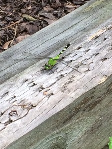 I've seen a number dragonflies in the garden. They eat many different kinds of insects, including sometimes the beneficial ones. However, one big plus is that they eat mosquitoes!